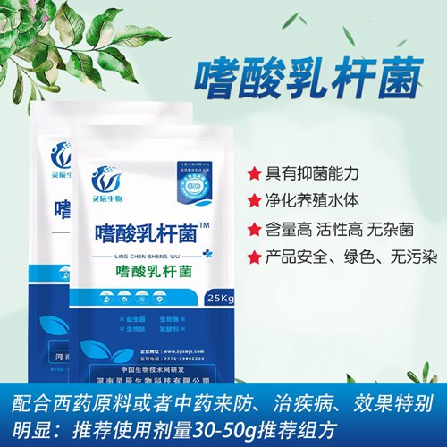 嗜酸乳桿菌.jpg