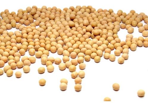科技力量體現在大豆產業的方方面面