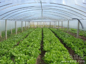冬種蔬菜無公害生產施肥技巧