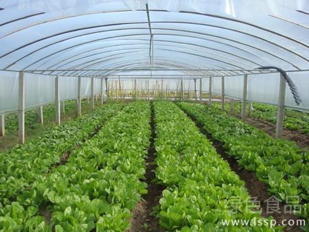 冬種蔬菜無公害生產施肥技巧