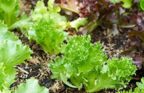 為什么說菌肥才是農業種植必不可少的產品？