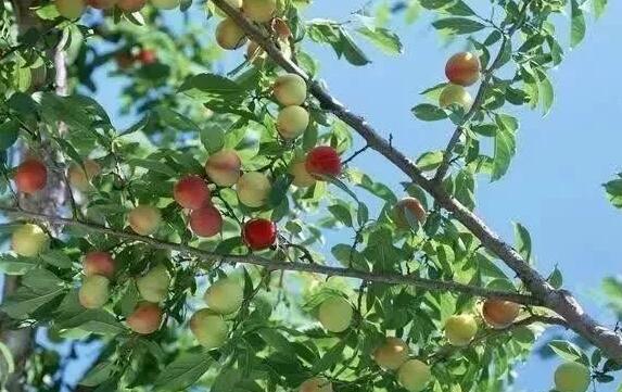 微生物肥料和化肥農藥同樣重要，農業種植上如何應用？